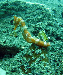 Hippocampus ingens