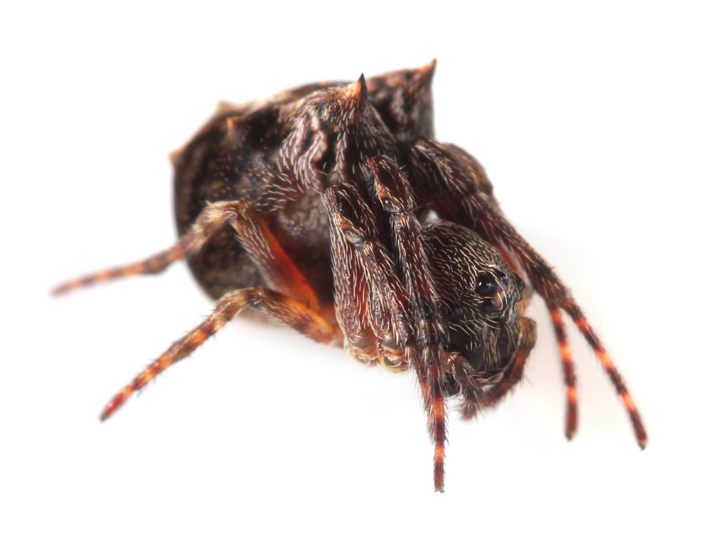 Wagneriana dimastophora