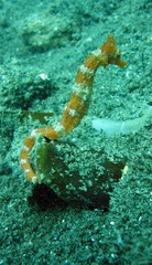 Hippocampus ingens