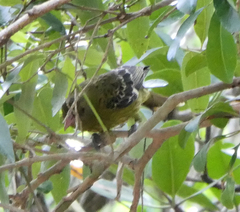 Oriolus flavocinctus