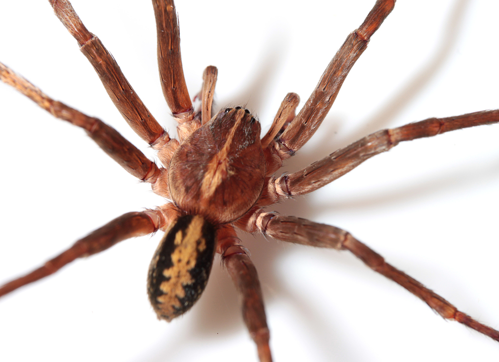 Isoctenus ordinario