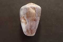 Conus purpurascens