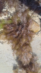 Gongolaria barbata