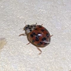 Harmonia axyridis