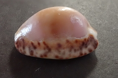 Pseudozonaria arabicula