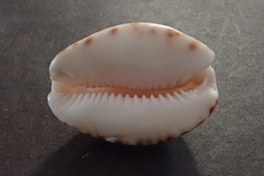 Pseudozonaria arabicula