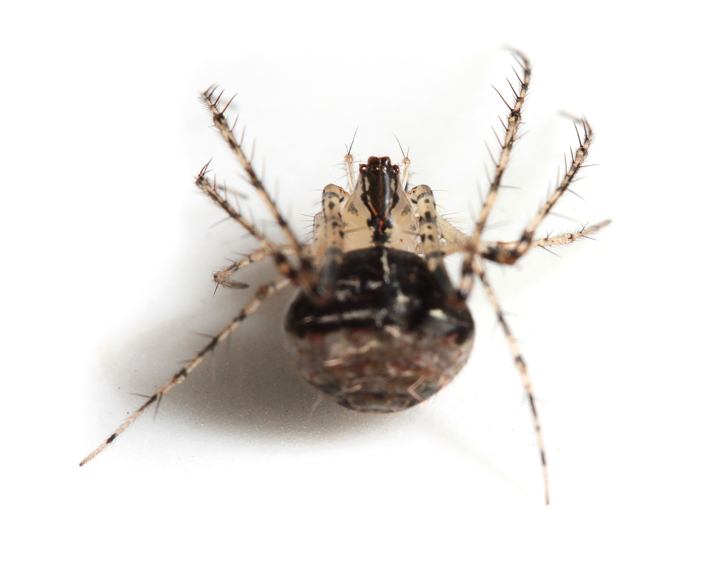 Mimetus melanoleucus