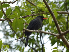 Monasa nigrifrons