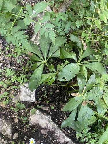 Helleborus orientalis