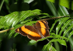 Yoma sabina