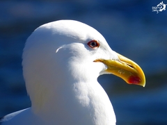 Larus dominicanus