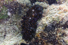 Pseudobiceros pardalis