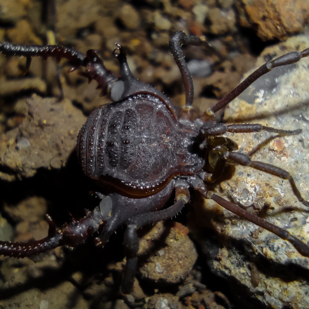 daddy longlegs