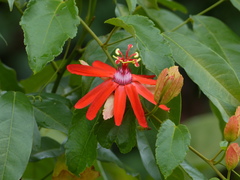 Passiflora tholozanii