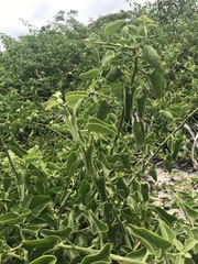 Cryptocarpus pyriformis