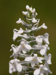 Platanthera nivea