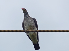 Patagioenas speciosa
