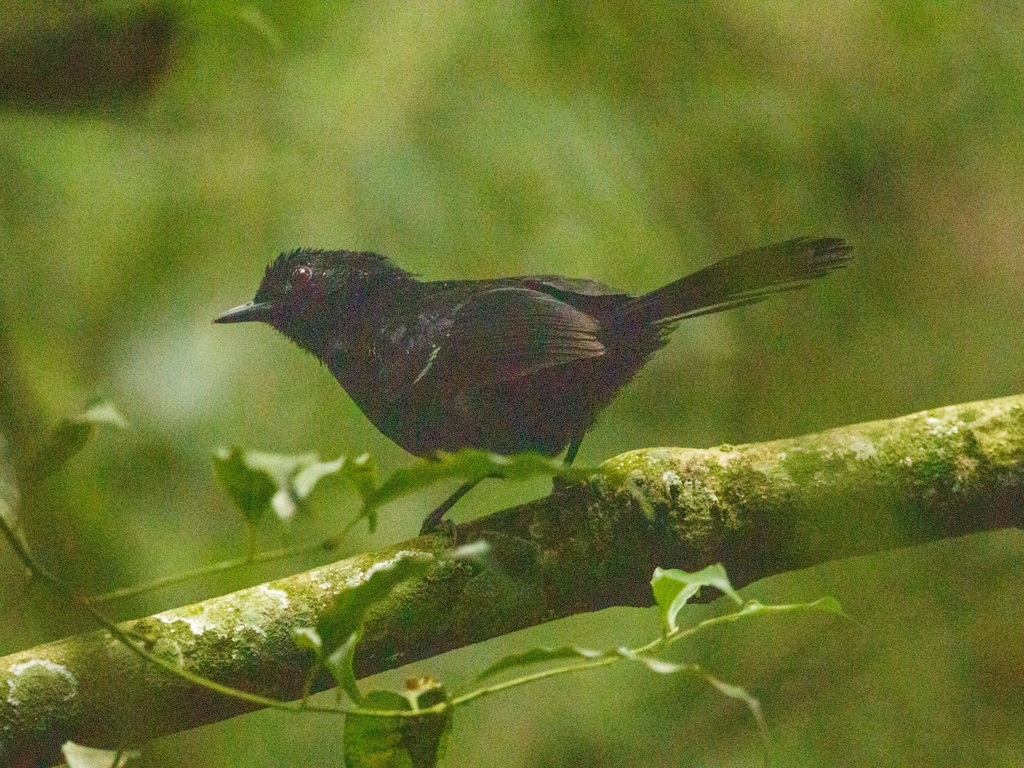 White-shouldered Fire-eye