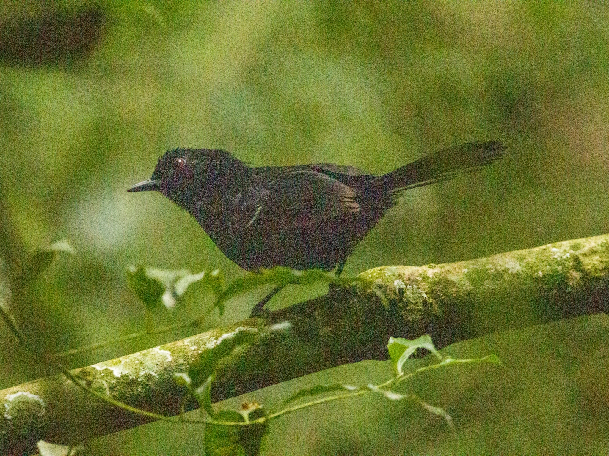 White-shouldered Fire-eye illustration