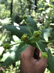 Verbesina sphaerocephala