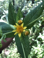 Verbesina sphaerocephala