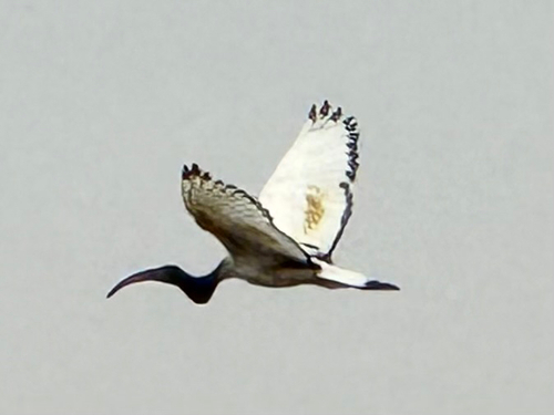 African Sacred Ibis