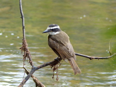 Pitangus sulphuratus