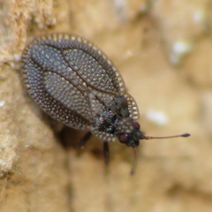 Acalypta parvula