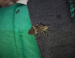 Hypselonotini