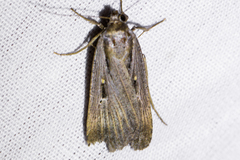 Tathorhynchus exsiccata