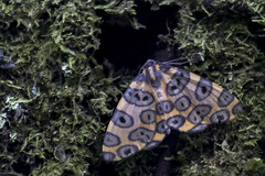 Pantherodes pardalaria