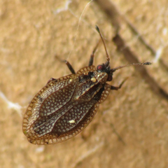 Acalypta parvula