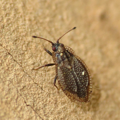 Acalypta parvula
