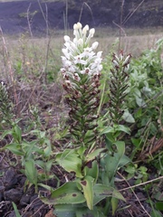 Habenaria monorrhiza
