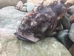 Hemitripterus americanus