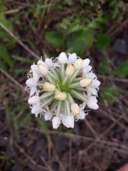Habenaria monorrhiza
