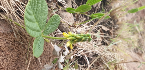 Zulu Eriosema (Eriosema zuluense)