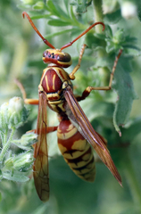Polistes apachus apachus