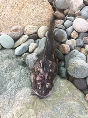 Hemitripterus americanus