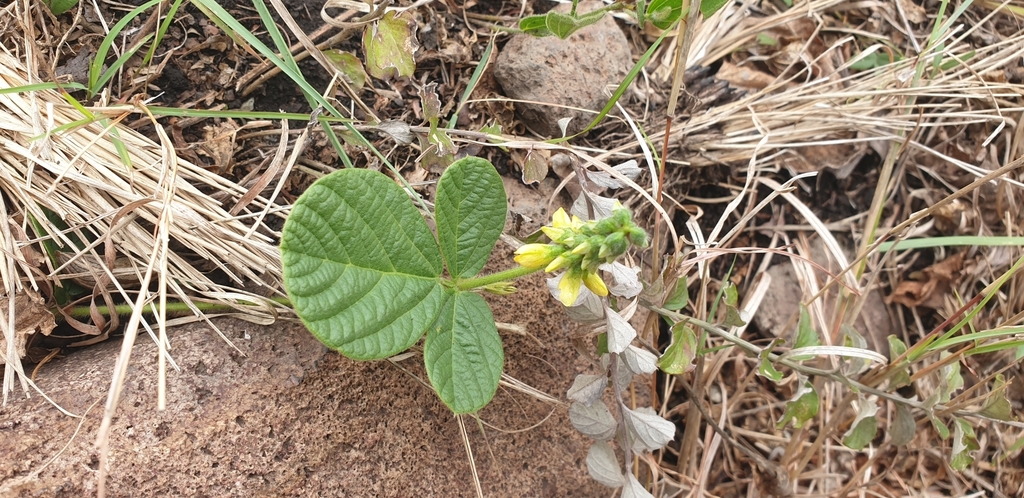 Zulu Eriosema