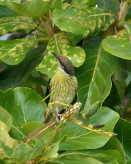 Gavicalis versicolor