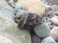 Hemitripterus americanus