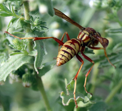 Polistes apachus apachus