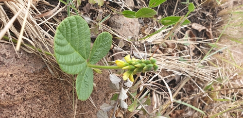 Image of Eriosema zuluense by (c) Aaliyah Motala, some rights reserved (CC BY-SA)