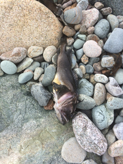 Hemitripterus americanus