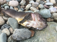 Hemitripterus americanus