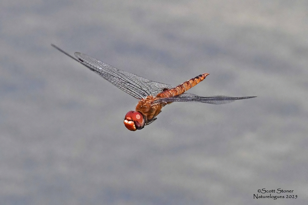 Rainpool Gliders