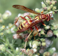 Polistes apachus apachus