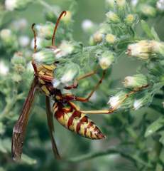Polistes apachus apachus