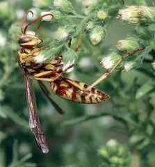 Polistes apachus apachus